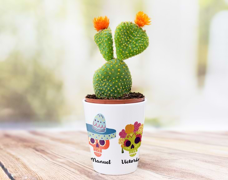 Maceta con Cactus - Regalo Original