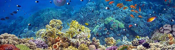 謎めいた海底の花「珊瑚の秘密」 ｜最新相場で高価買取なら『大吉』