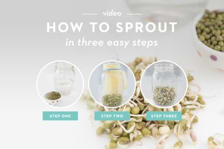 How to Sprout in 3 Easy Steps thumbnail