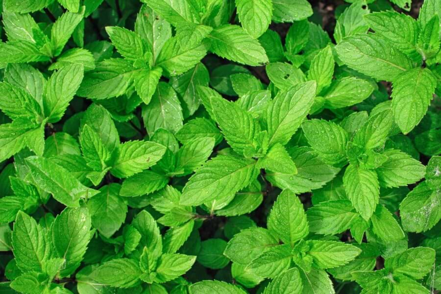 Mint: Top Health Benefits thumbnail