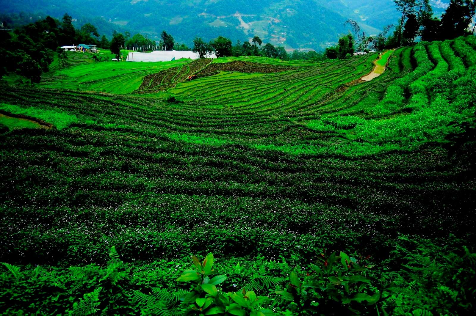 2017 Dirty Dozen and Clean Fifteen 1 img 1534 Step farming in sikkim (6052932505).jpg