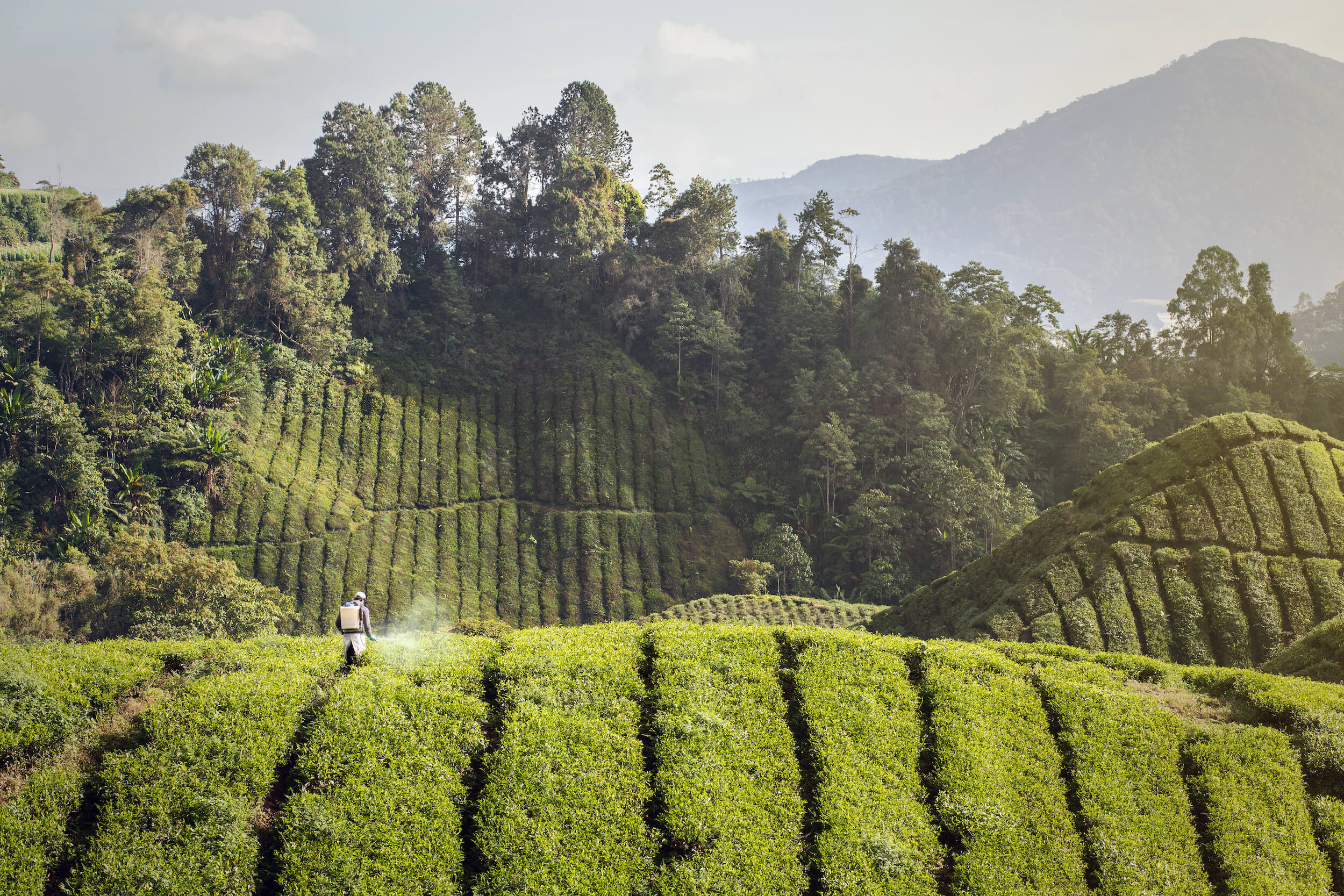 Pesticides on a tea farm