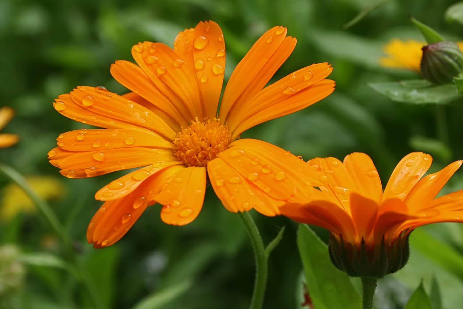 Calendula