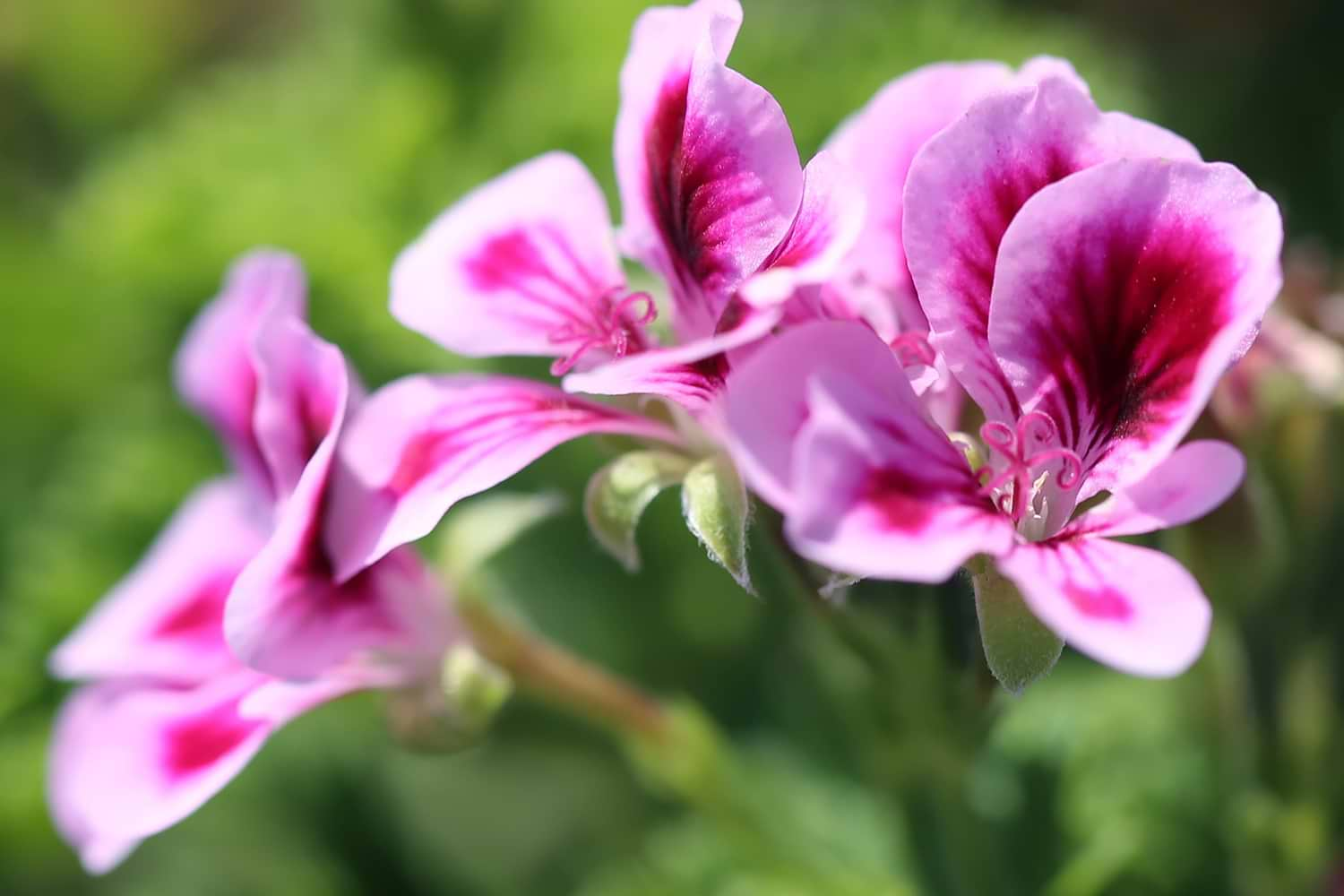 Rose Geranium