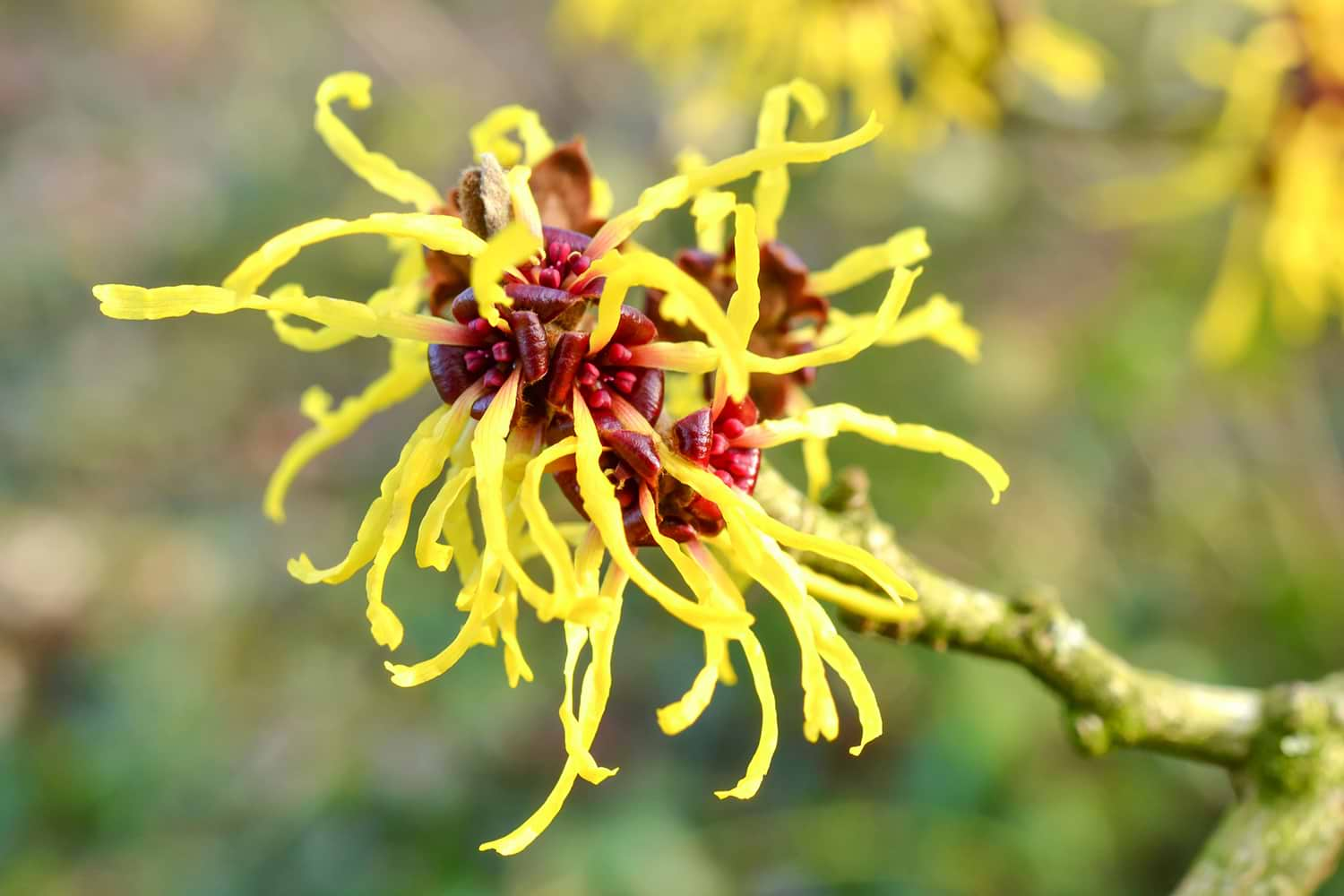 Witch Hazel