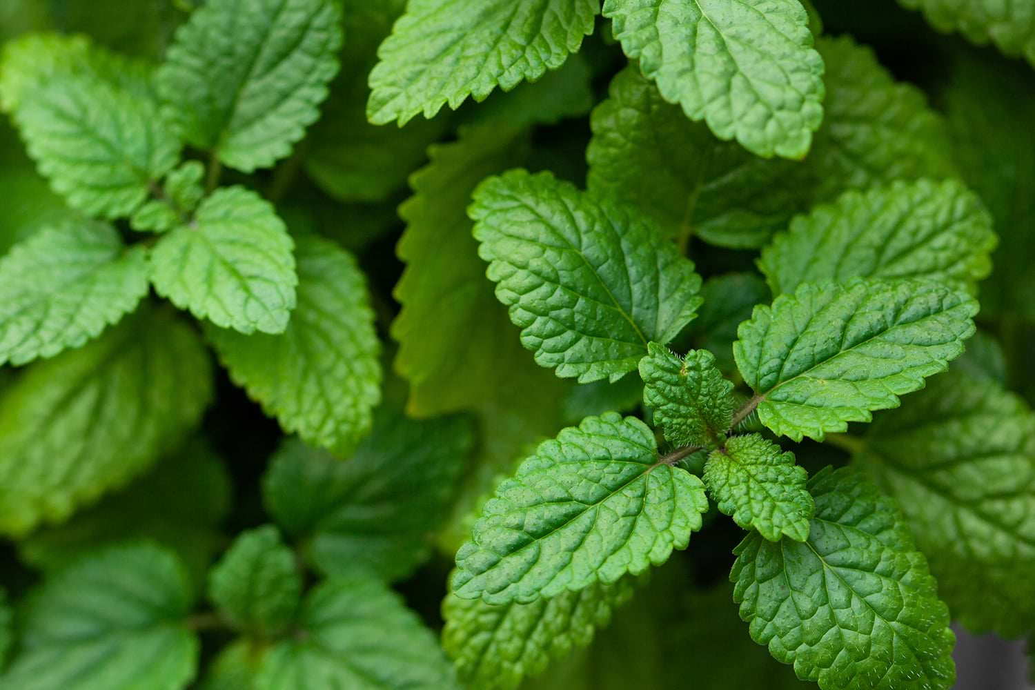 Lemon balm