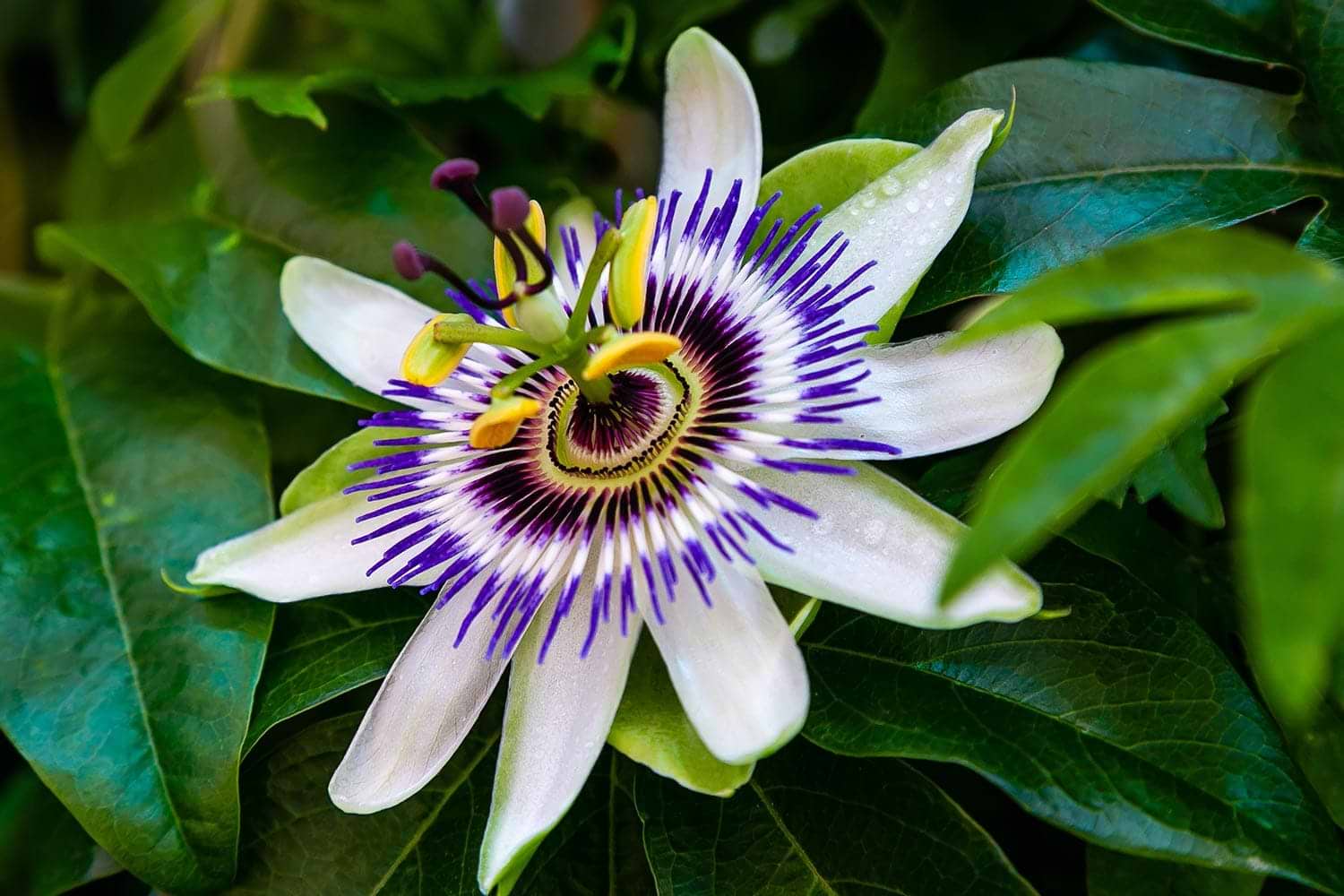 Passionflower nervine tonic for stress