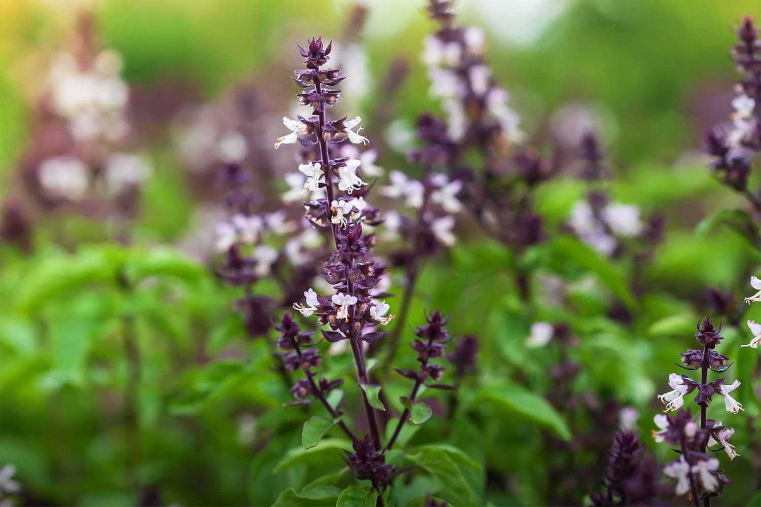 Holy basil adaptogenic herbs for stress