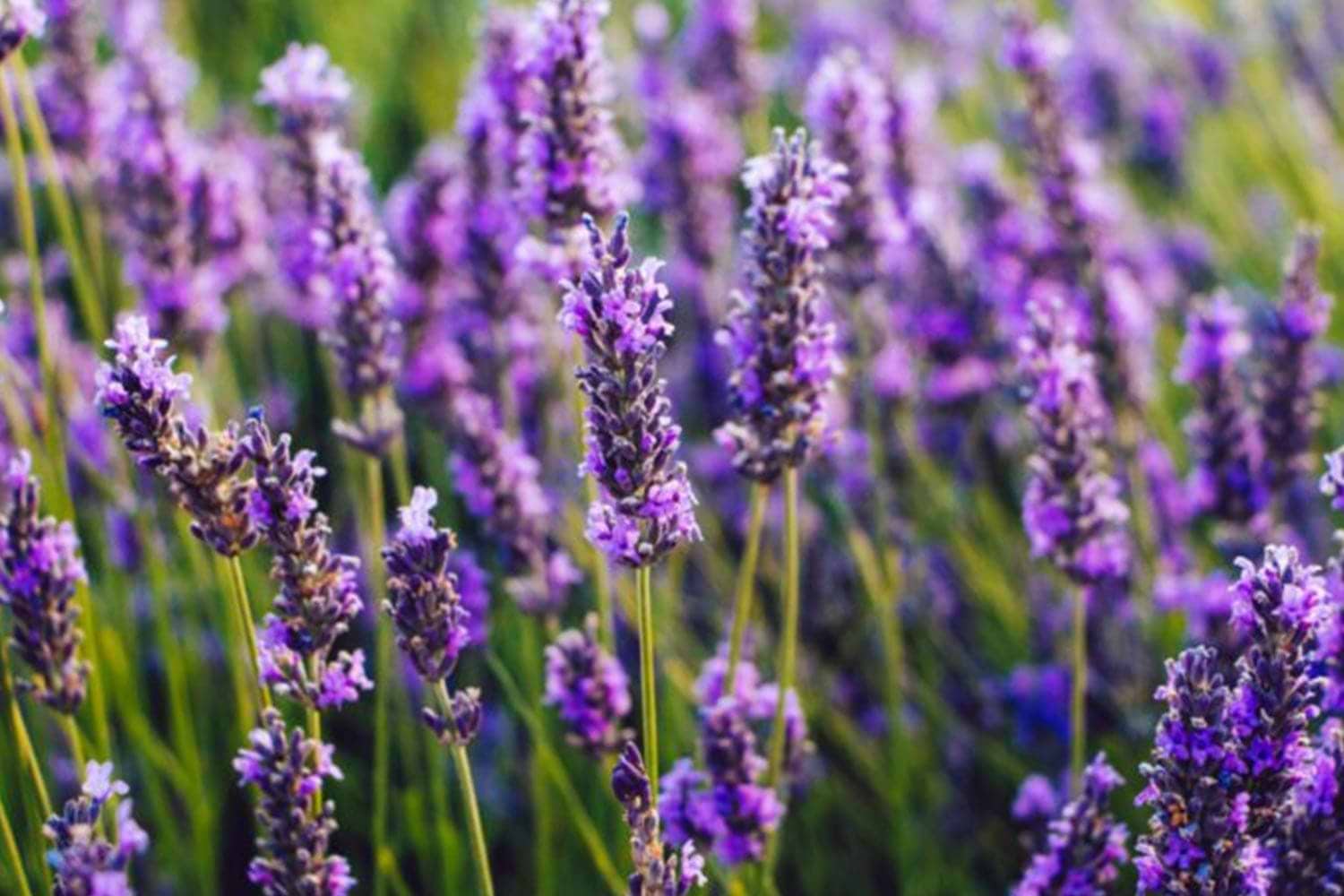 Lavender for stress relief and relaxation