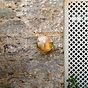Soho Lighting Carlisle Half Cover IP65 Outdoor & Bathroom Lacquered Solid Brass Wall Light