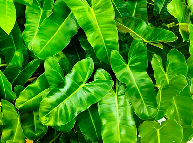 5 Easy Way to make your Home more Eco-Friendly