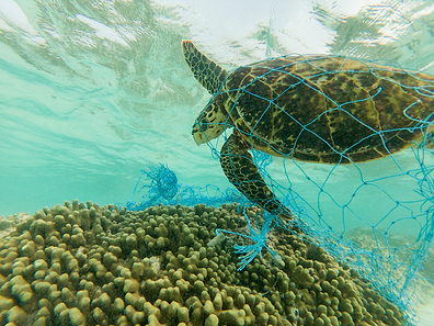 The Ocean Collection - Lighting The Way To Sustainability
