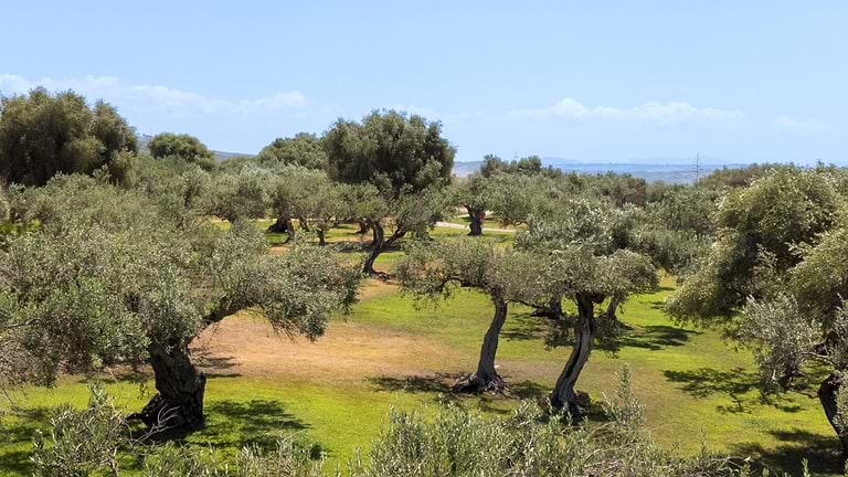 Olive groves in the grounds of the resort