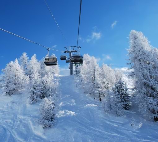 Snowy trees