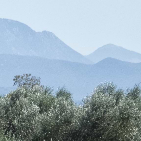 Olive Grove in Greece