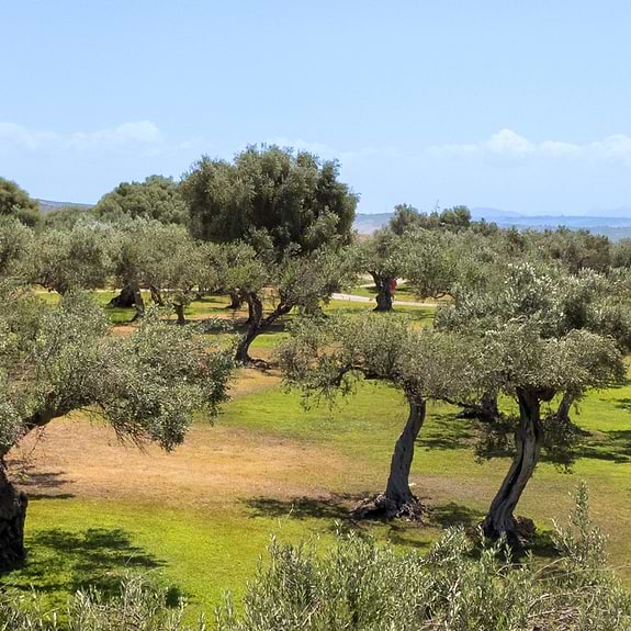 Olive groves in the grounds of the resort