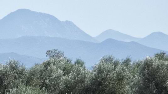 Olive Grove in Greece