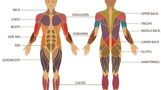 body muscle groups