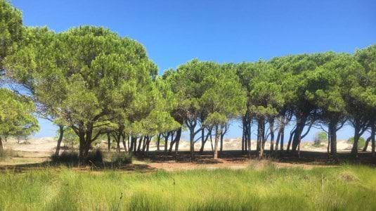 pine trees in Sardinia