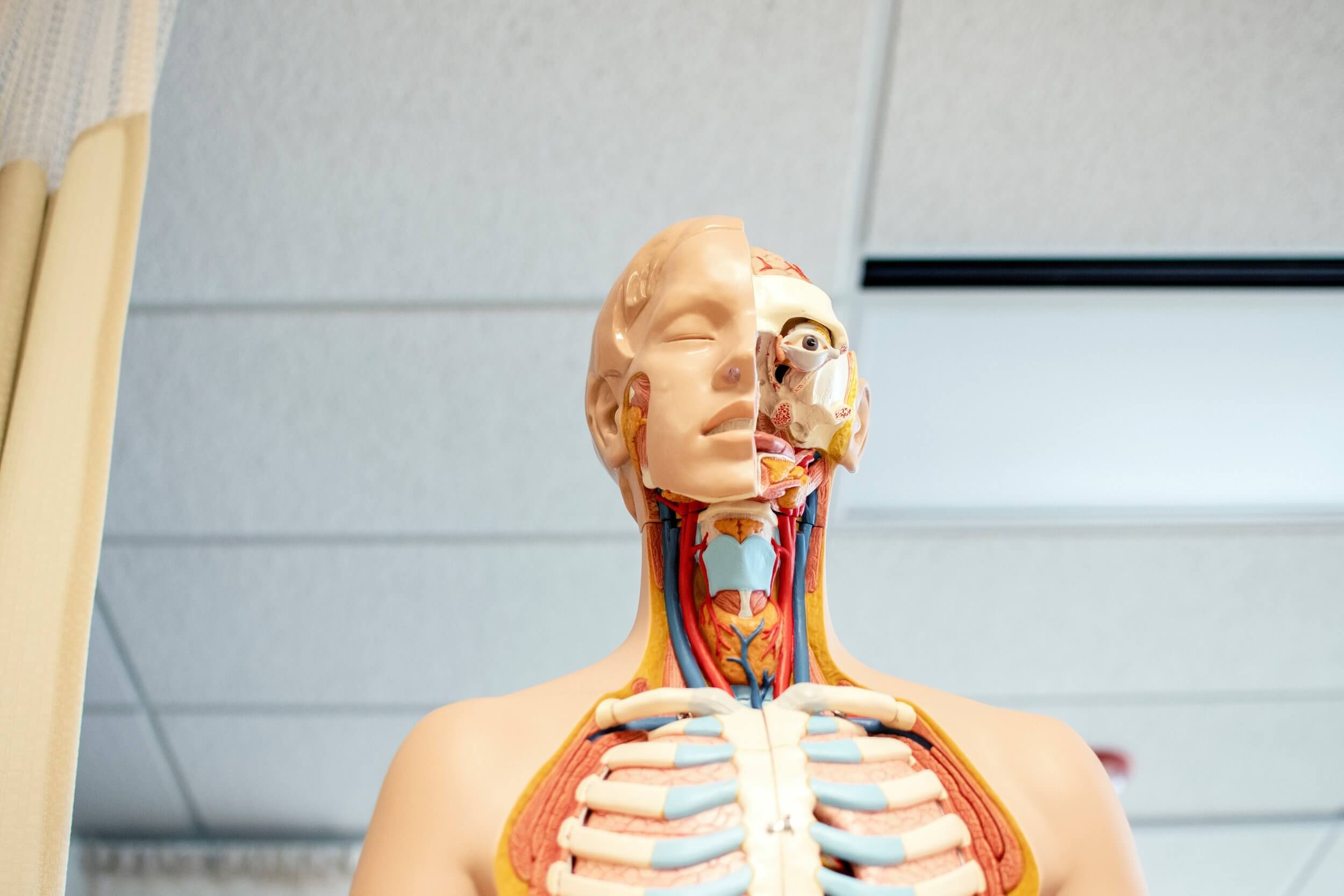 How Does The Thyroid Affect Your Metabolism(Metabolic Health)