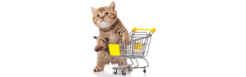 מה לקנות לפני שמאמצים חתול