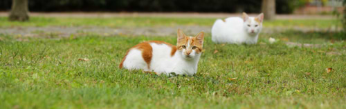 איך לשמור על חתול בית בריא ובטוח כשהוא יוצא לחצר?