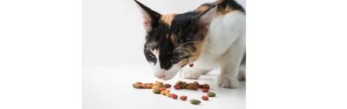 למה חשוב מה החתול אוכל ואיך נמנע מהרעלות מזון