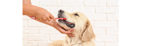 איך מצחצחים שניים לכלב