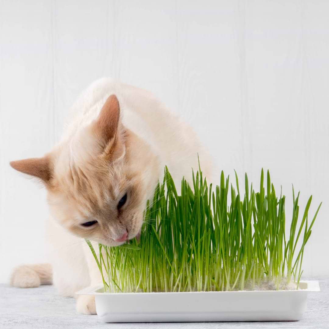 למה חתולים אוכלים דשא?