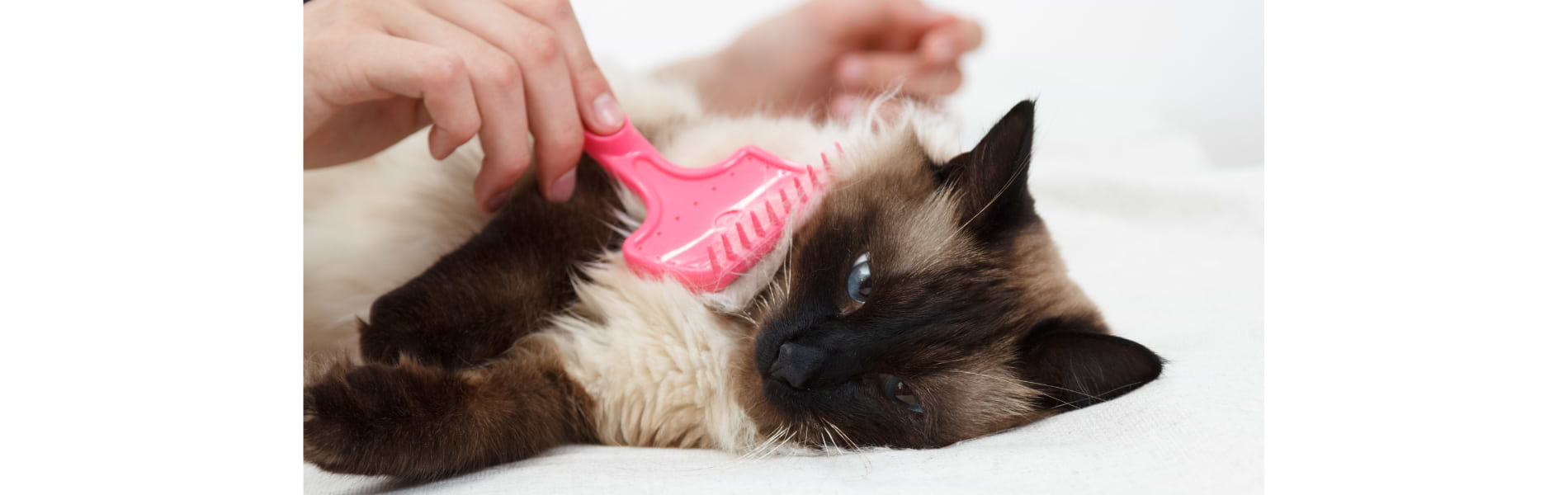 איך מטפלים בכדורי שיער בחתולים בקלות ובאופן טבעי