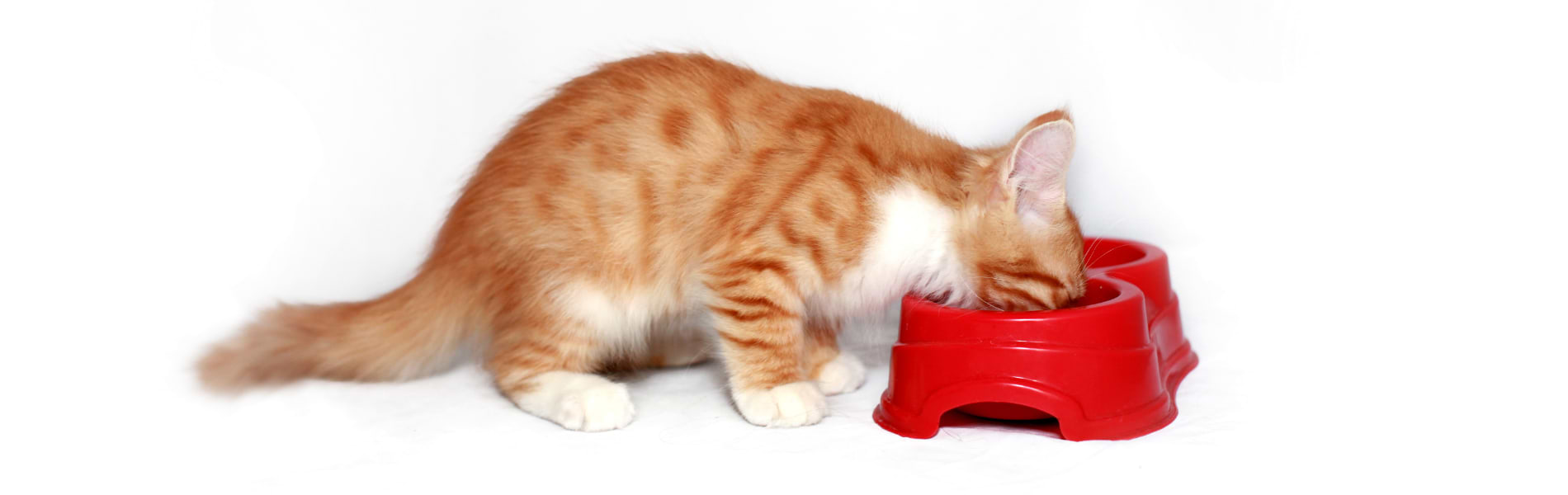 מזון איכותי לחתולים: מדריך לבחירה המושלמת