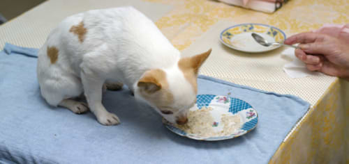 שאריות אוכל מהשולחן לכלב 