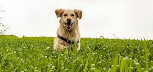 למה כלבים אוכלים דשא?