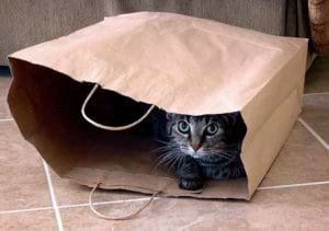 חתול מסתתר בשקית