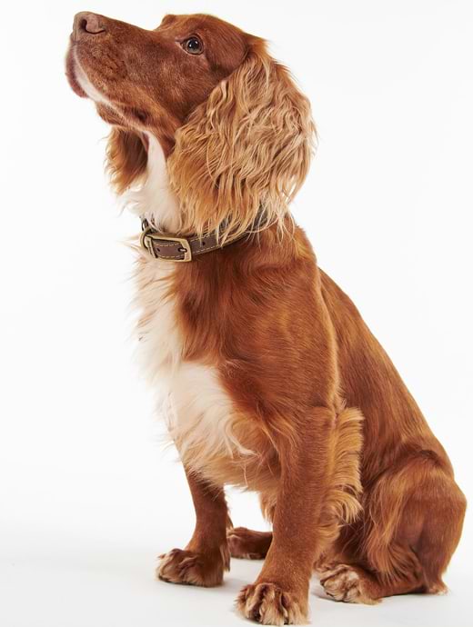 Barbour cat collar 2025