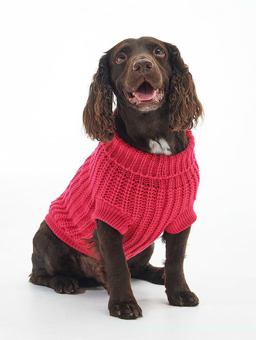 Barbour shop beagle jumper