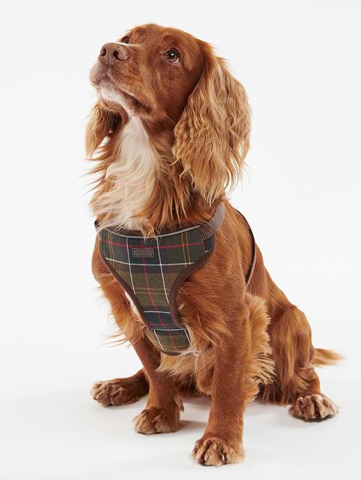 Barbour pink best sale collar