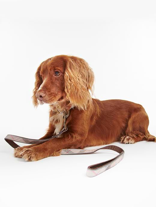 Barbour dog lead pink store
