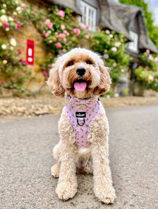 Julius k9 best sale harness cockapoo