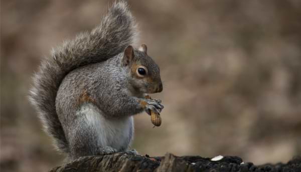 Nuts about Squirrels