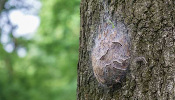 Beware the Oak Processionary Moth