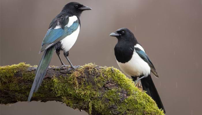 One for Sorrow, Two for Joy!