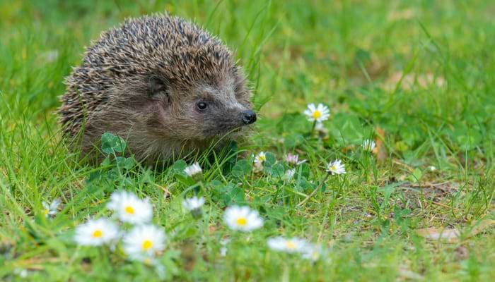Help save the Hedgehog – He’s Becoming Endangered!