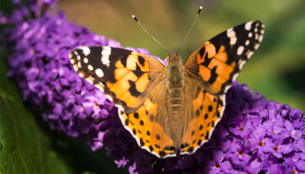 Garden Butterflies: How to Identify Them