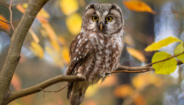 How Wise is an Owl?