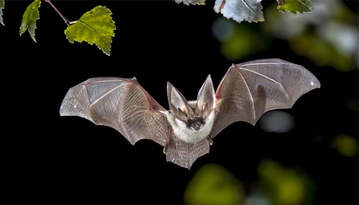 Where to find Bats in the UK