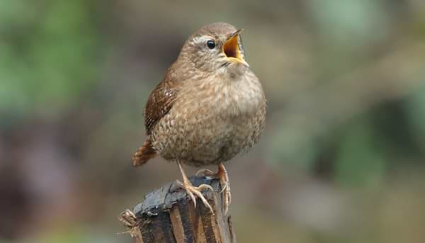 Understanding Birdsong