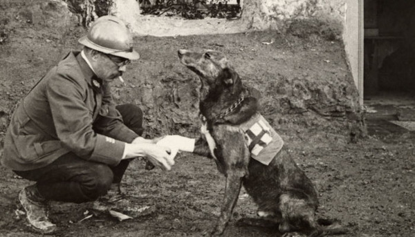 WW1: It’s a Dog’s Life