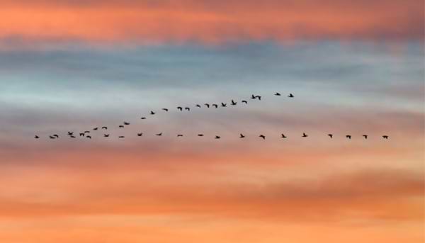 Migrating Birds: The V-Formation