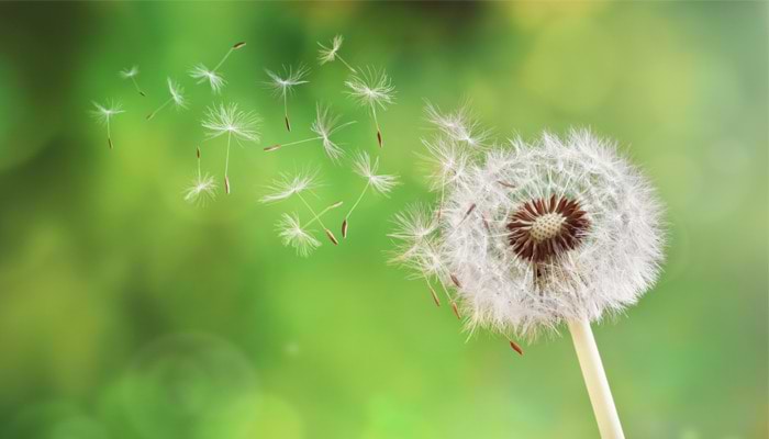 Dandelions: the Good, the Bad and the Ugly